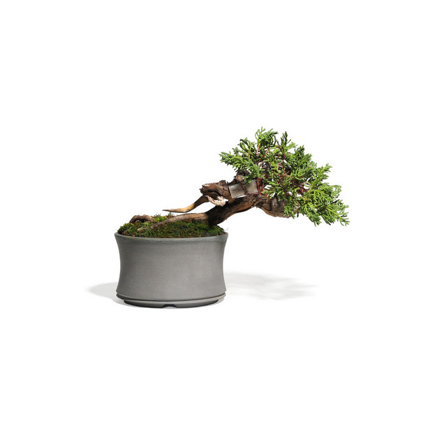 真柏　-Japanese Juniper-　（推定樹齢30年） 詳細画像